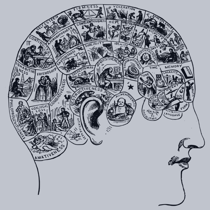 Phrenology head 